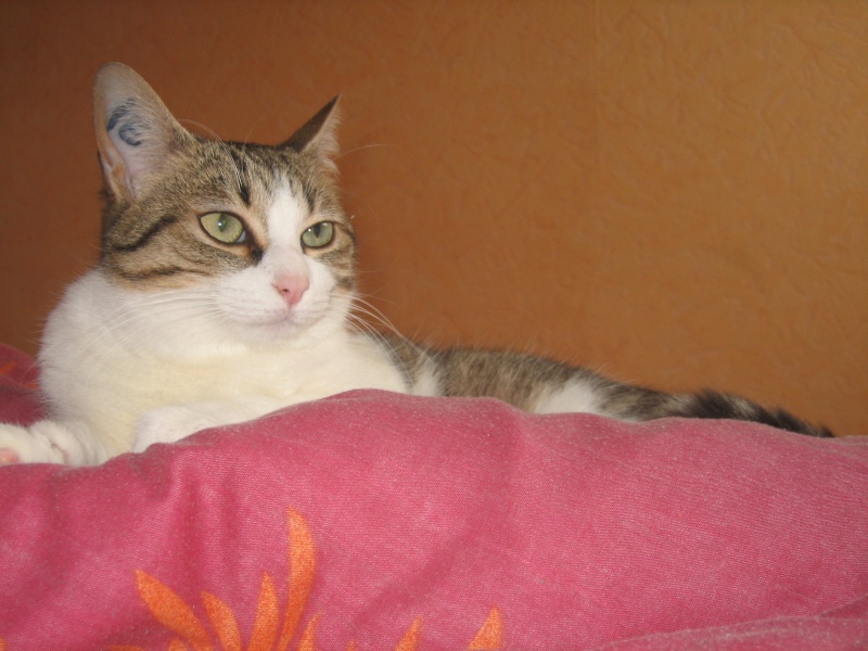 Rosy, jolie chatte tigre marron et blanche, 1 an et demi, Pau (64) ADOPTEE Img_1716