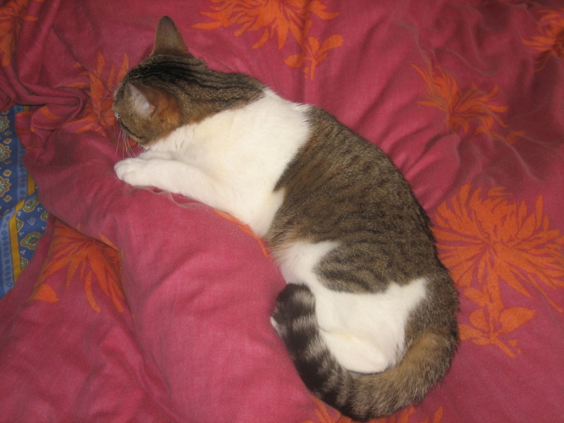 Rosy, jolie chatte tigre marron et blanche, 1 an et demi, Pau (64) ADOPTEE Img_1718