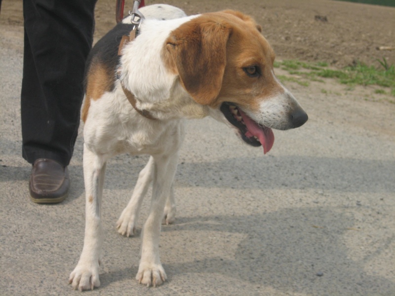 Daphne, adorable petite croise beagle tricolore, environ 4 ans, Pau (64) ADOPTEE Img_2011