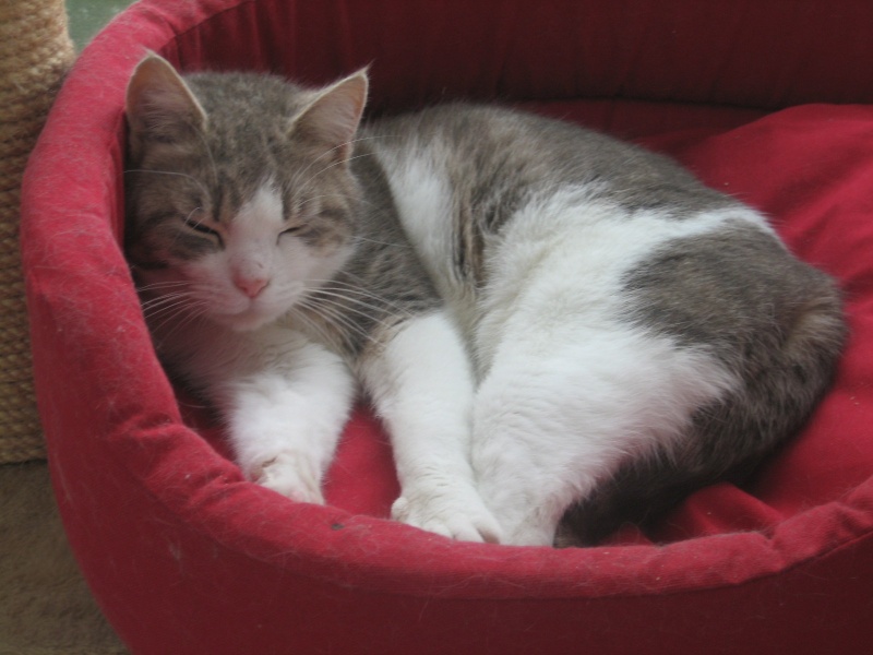 Minette, petite chatte de 2 ans tigre grise et blanche  adopter suite dcs, Pau (64) Img_2034