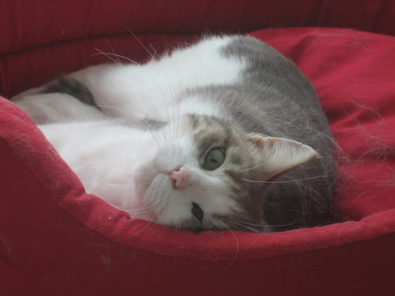 Minette, petite chatte de 2 ans tigre grise et blanche  adopter suite dcs, Pau (64) Img_2039