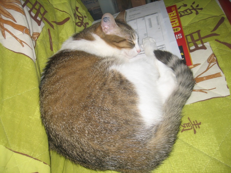 Rosy, jolie chatte tigre marron et blanche, 1 an et demi, Pau (64) ADOPTEE Img_2042