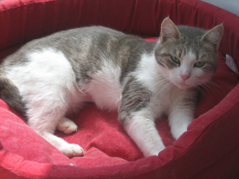 Minette, petite chatte de 2 ans tigre grise et blanche  adopter suite dcs, Pau (64) Img_2113