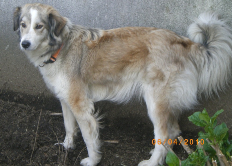 Bella, adorable jeune chienne X labrit/colley, un amour!!!! Pau (64) ADOPTEE Imgp2716