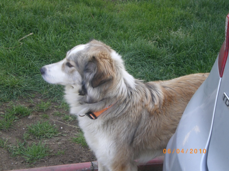Bella, adorable jeune chienne X labrit/colley, un amour!!!! Pau (64) ADOPTEE Imgp2717