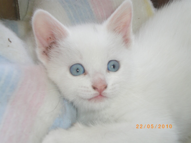 Nieve et Bianca 2 adorables chatonnes, yeux bleus, 1 blanche et 1 x siamoise RESERVEES Imgp2910