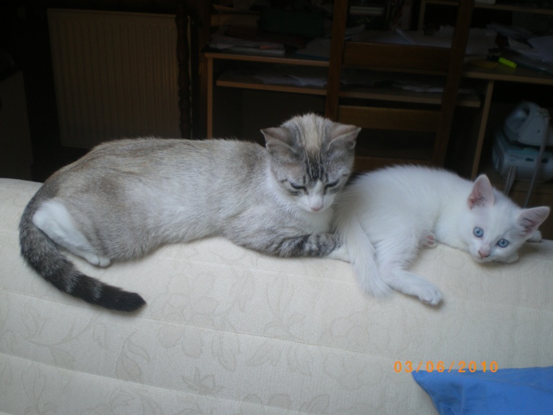 Nieve et Bianca 2 adorables chatonnes, yeux bleus, 1 blanche et 1 x siamoise RESERVEES Imgp2913