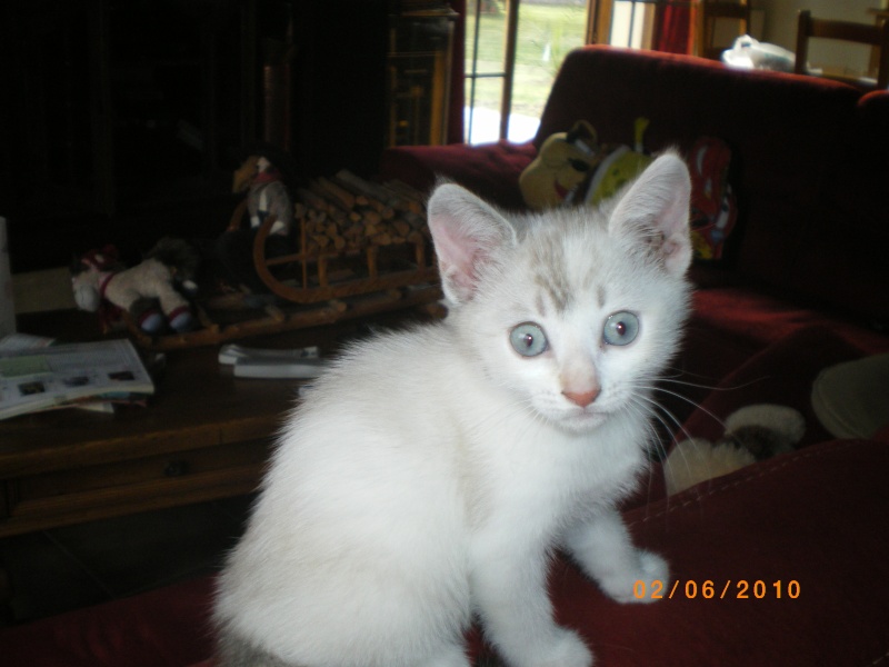 Nieve et Bianca 2 adorables chatonnes, yeux bleus, 1 blanche et 1 x siamoise RESERVEES Imgp2915