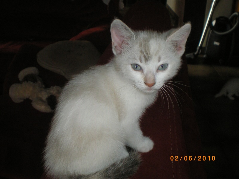Nieve et Bianca 2 adorables chatonnes, yeux bleus, 1 blanche et 1 x siamoise RESERVEES Imgp2916