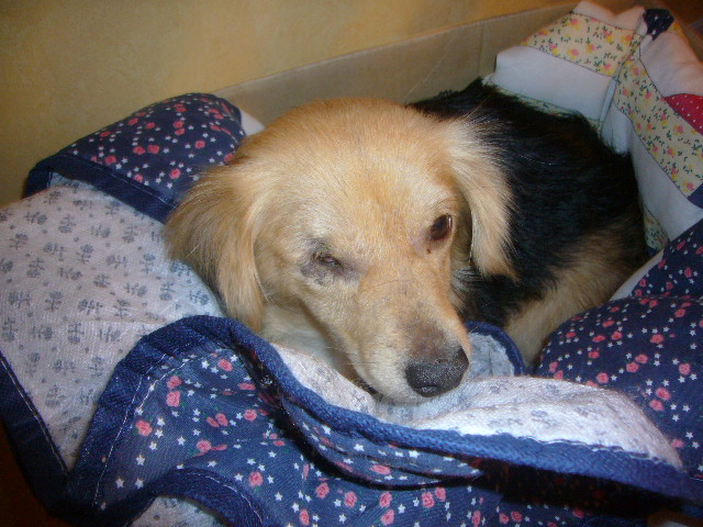 URGENT chiennes qui ont besoins de soins grande urgence help P1050314