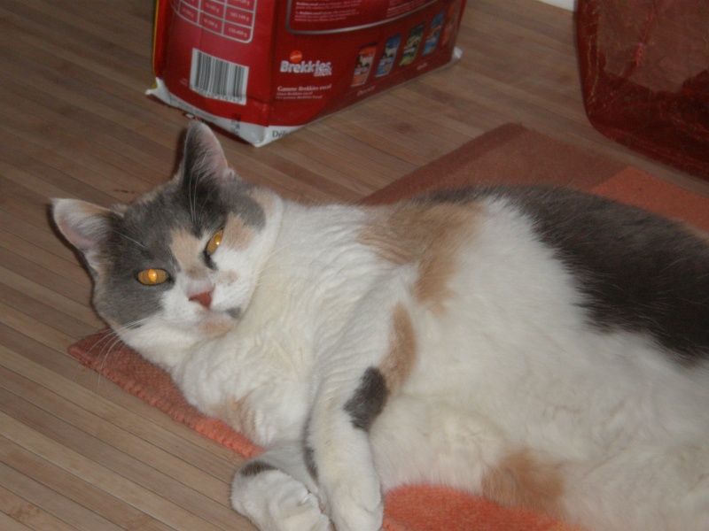 Pinkie, jolie chatte tricolore de 8 ans, cherche foyer, Pau (64) ADOPTEE P3010012