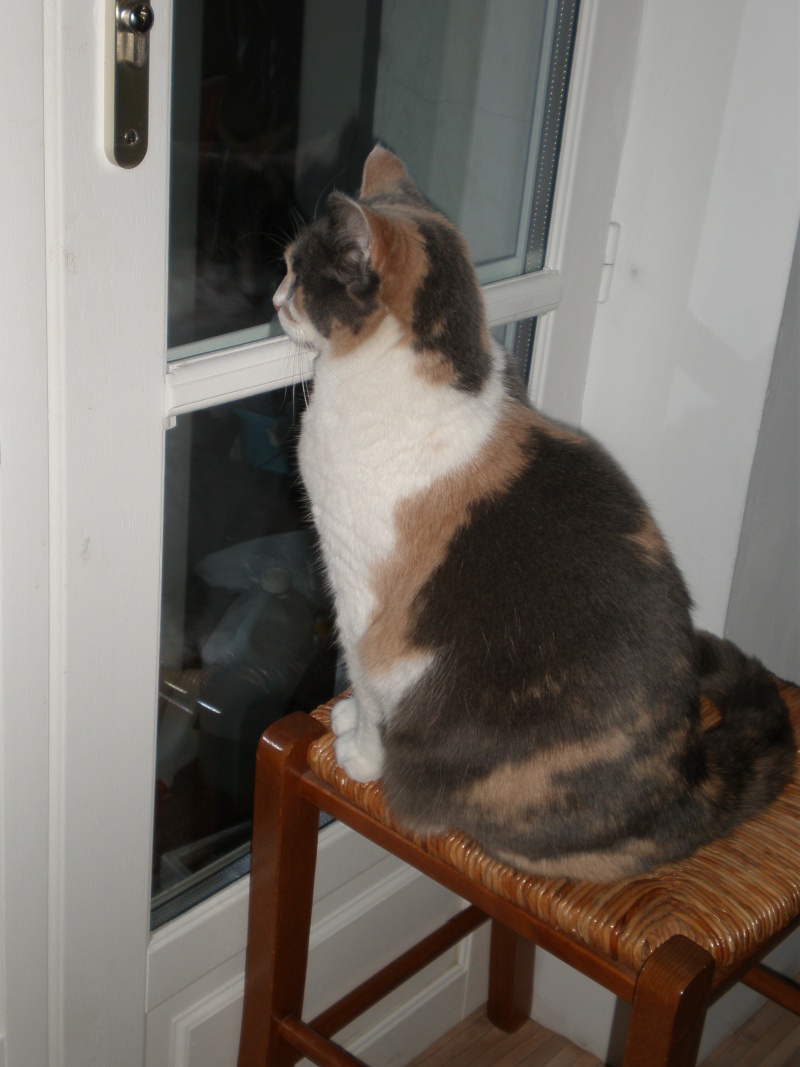Pinkie, jolie chatte tricolore de 8 ans, cherche foyer, Pau (64) ADOPTEE P3010013