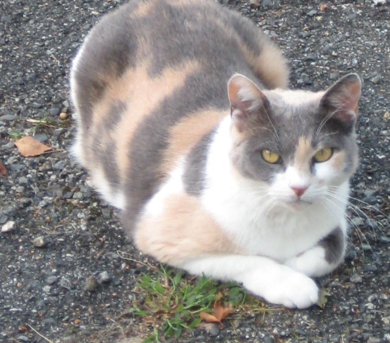 Pinkie, jolie chatte tricolore de 8 ans, cherche foyer, Pau (64) ADOPTEE Pinkie10