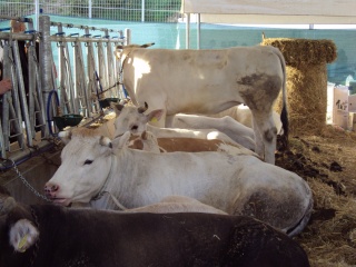 Fiera dell'Agricoltura. Il settore agroalimentare in mostra a Teramo Dsc00715