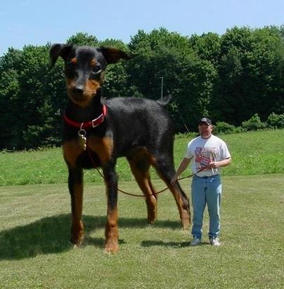 اكبر واقوى كلب في العالم..!! 08121110