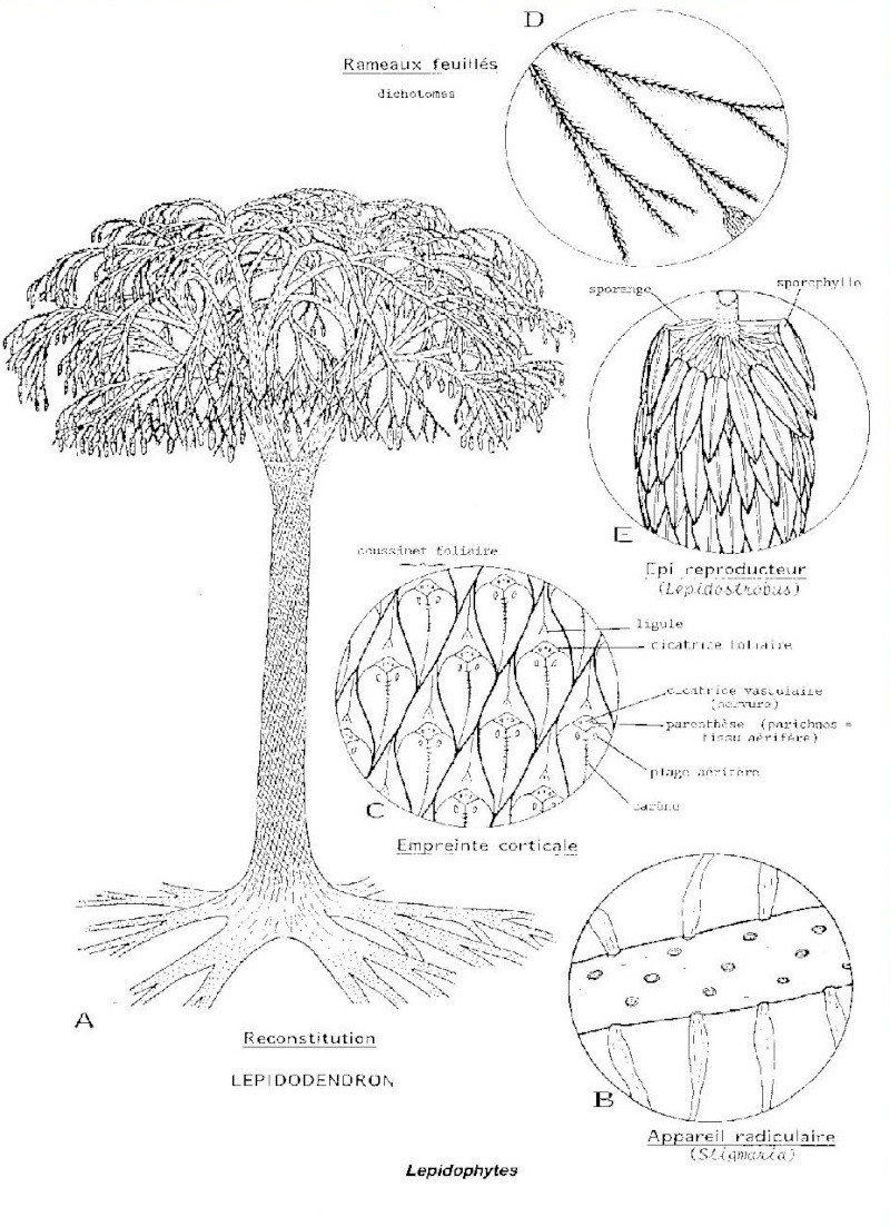 Lepidodendron Sternberg , 1820 . - Page 6 Planch10