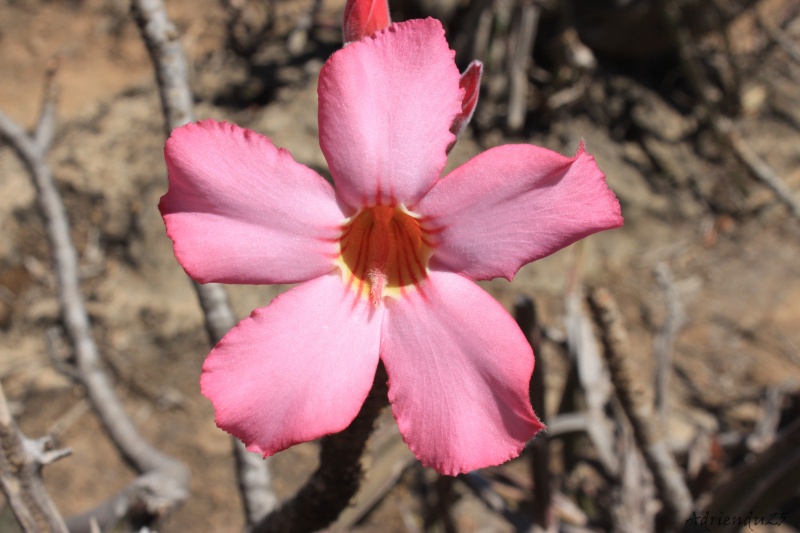 Adenium dhofarense (Oman - Dhofar)   Img_0815