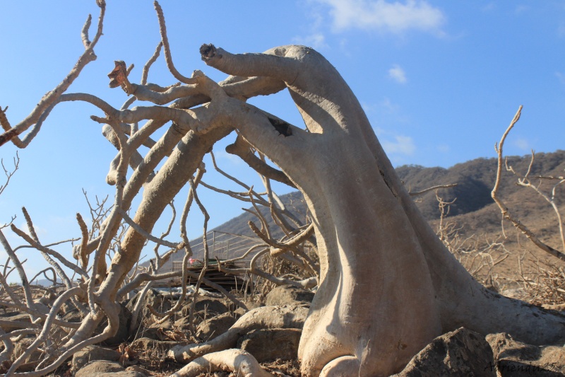 Adenium dhofarense (Oman - Dhofar)   Img_0911