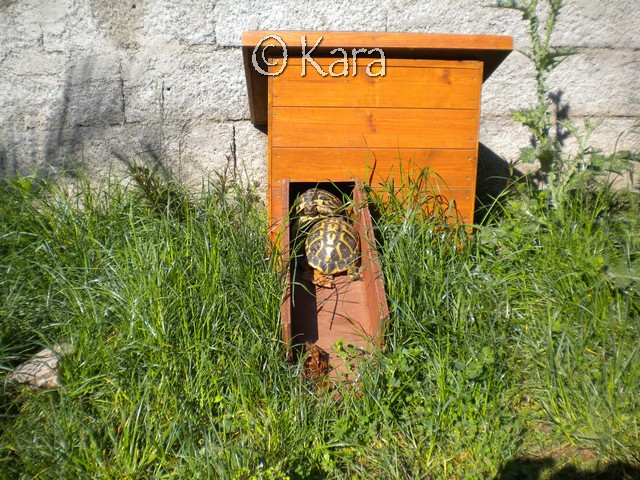 Quelle compagnon pour une Graeca Nabeulensis mâle? Image263