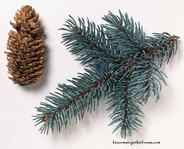 MAVİ LADİN ( Picea pungens ) 12_pic10