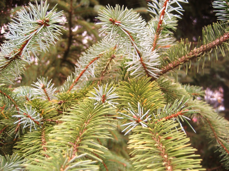 SITKA LADİNİ ( Picea sitchensis) 13-pic10
