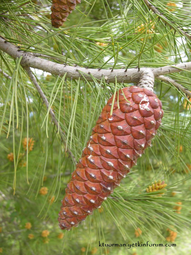 HALEP ÇAMI ( Pinus halepensis ) 17-pin10