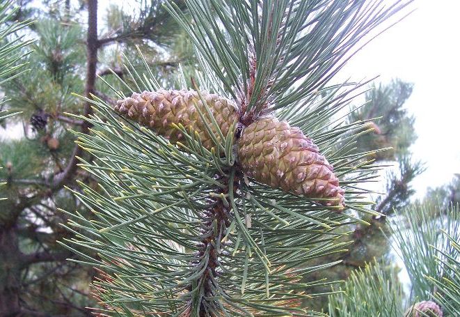 SAHİL ÇAMI ( Pinus pinaster ) 20-pin10