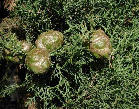 AKDENİZ SERVİ  	 (Cupressus sempervirens L.) Cupres11