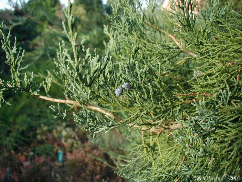 KURŞUN KALEM ARDICI ( Juniperus virginiana ) Junipe12