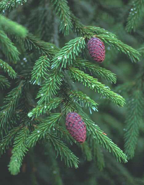 DOĞU LADİNI 	 (Picea orientalis) Picea_11