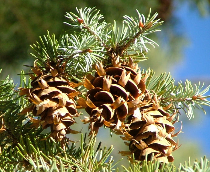 MAVİ DUGLAS ( Pseudotsuga menziesii var. glauca ) Pseudo11