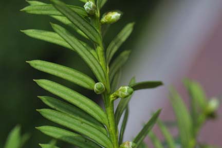 ADİ PORSUK  	 (Taxus baccata L.) Taxus_11