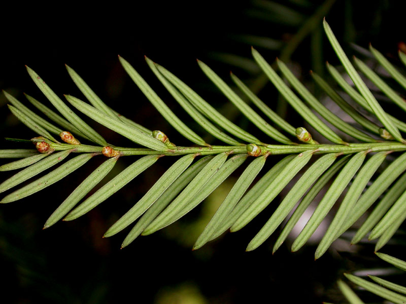 ADİ PORSUK  	 (Taxus baccata L.) Taxus_13