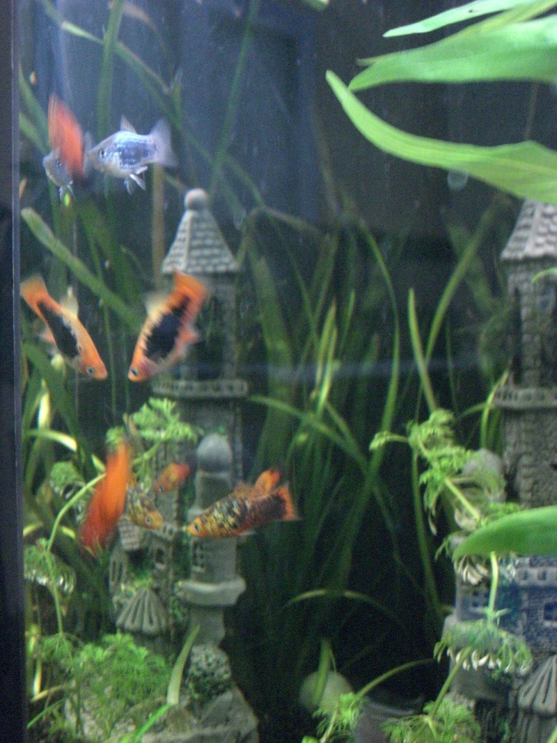 Aquarium Juwel RIO 300 Americano cloisonné [ Manch Punk ] Cimg0413