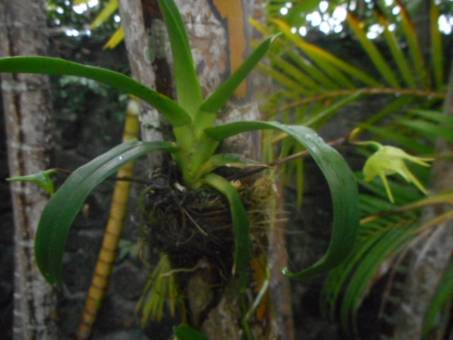 Floraison aeranthes tenella endémique de La Réunion Dscn4417