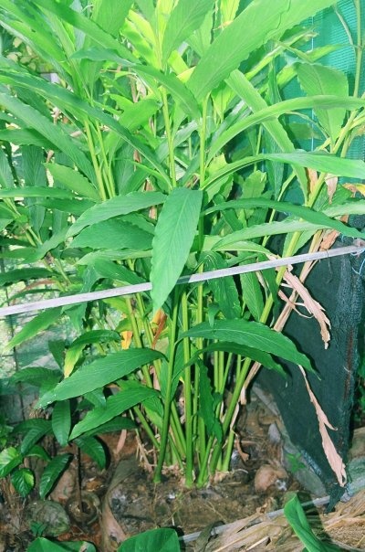 cardamome du jardin Carda110