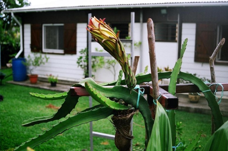 hylocereus triangularis Fleur_10