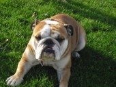 engl. bulldogge gestohlen Grat10