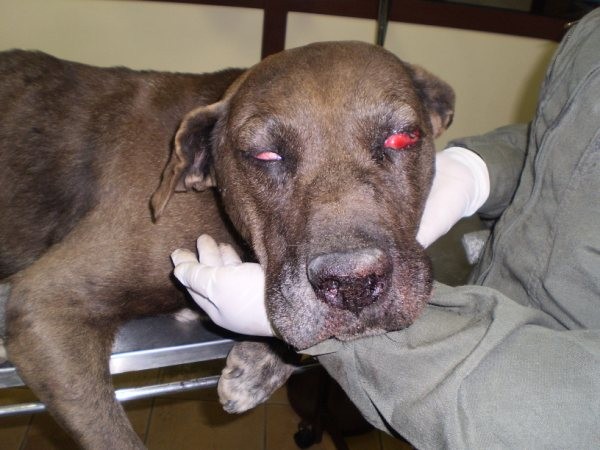 Alejandro,  schwer misshandelter Hund in Spanien !! Image010