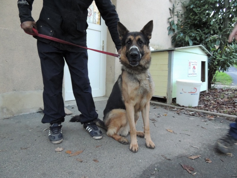 Adoption de IRON- 22 novembre 2015 Dimanc11