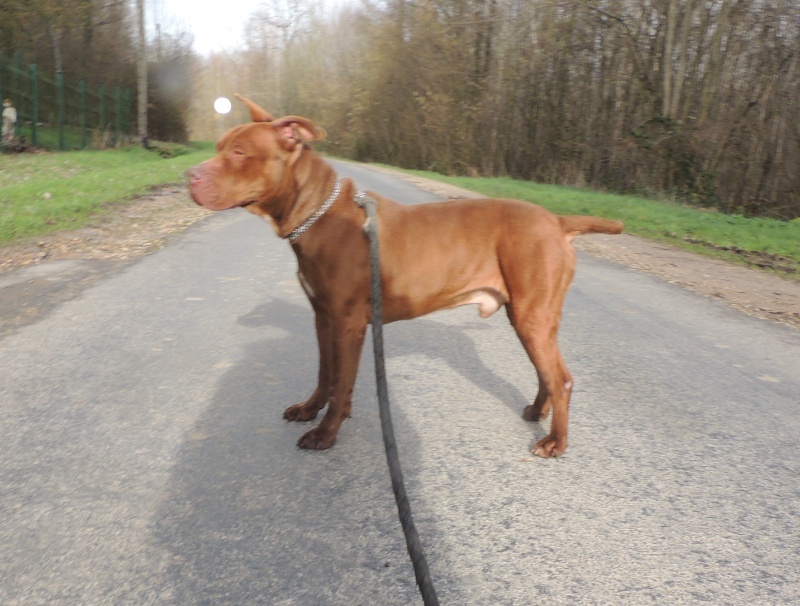 MARLEY- Staffordshire Bull Terrier =Staffie- Adopté en décembre 2016. Mercre94