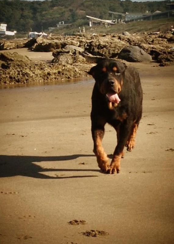 Coup de coeur-  Un jeune rottweiler à l’agonie est récupéré par un ami des bêtes : sa transformation est impressionnanteLa belle histoire de Pénélope Rotty311