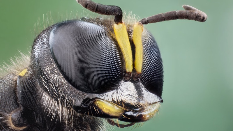 حقائق مذهلة قد لا تعرفها عن النحل – الجزء الثاني Bee_ey10