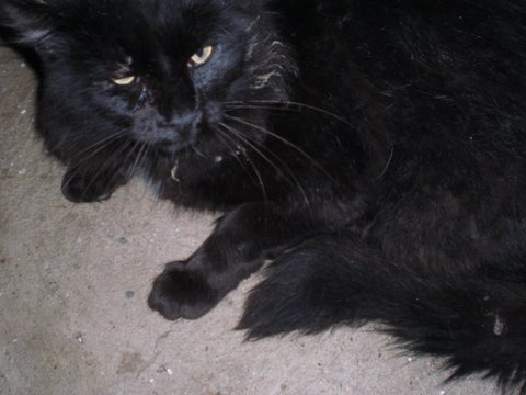 Roco, gato angora negro, un bellezón. Estaba en Rotaguau, ahora está acogido en Murcia. Cimg0510