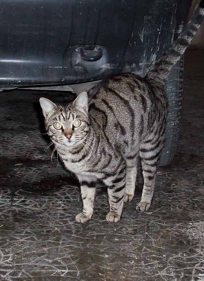 ¡¡Es negativa!!! Perla, gata atigrada que estaba en la calle. Ya está castrada pero ha dado positivo en inmuno. Murcia Gatita12