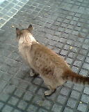 Siamés cariñoso abandonado en un parque. Cádiz Img01511