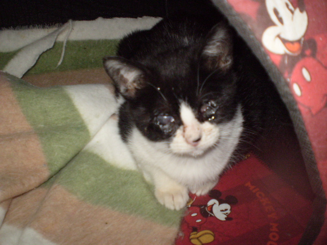 Estrellita, gatita de 4 meses ciega por herpes virus felino. Aún no puede convivir con otros gatos. Sevilla P1010012