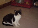 gatos - Estrellita, gatita de 4 meses ciega por herpes virus felino. Aún no puede convivir con otros gatos. Sevilla P1010010