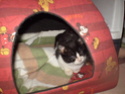 Estrellita, gatita de 4 meses ciega por herpes virus felino. Aún no puede convivir con otros gatos. Sevilla P1010011