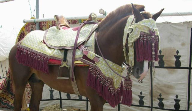 ... Casablanca vers El-Jadida .... Cheval11